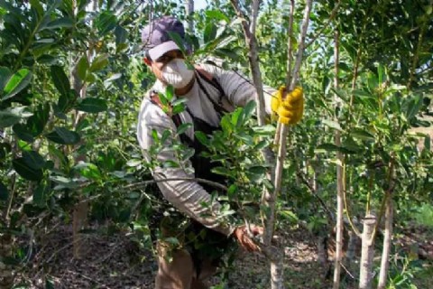 Más de 6.400 trabajadores yerbateros reciben el primer pago del programa Intercosecha en Misiones