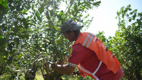 Apóstoles: la Fiesta Nacional e Internacional de la Yerba Mate consagró a los Campeones de la poda Yerbatera