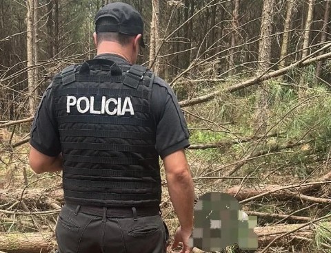 Un hombre murió tras ser golpeado por un pino durante tareas rurales