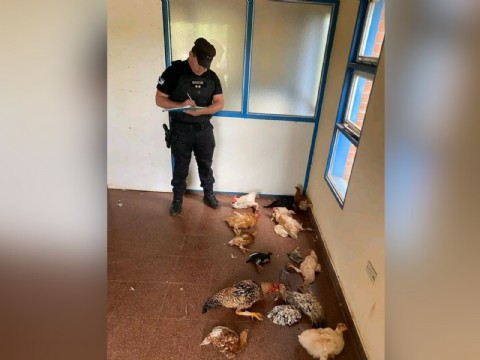Apóstoles: detienen a tres chicos por robar 17 gallinas y revenderlas en otro barrio