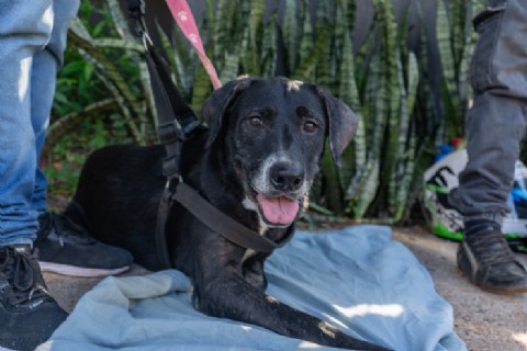 El IMuSA continúa acercando atención veterinaria gratuita a los vecinos