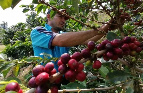 Misiones impulsa el cultivo de café con ensayos agroforestales en distintos puntos de la provincia