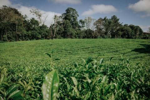 El té consolida posicionamiento global con una política pública basada en el origen y la calidad impulsada por Misiones