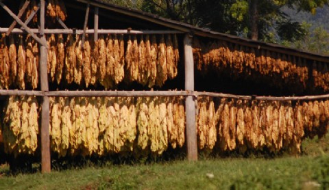 VIDEO | Se normalizó el acopio de tabaco y acreditarán más de 2.000 millones de pesos en 72 horas