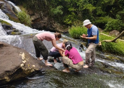 Descubren que plantas acuáticas de Misiones revelan el estado de los arroyos