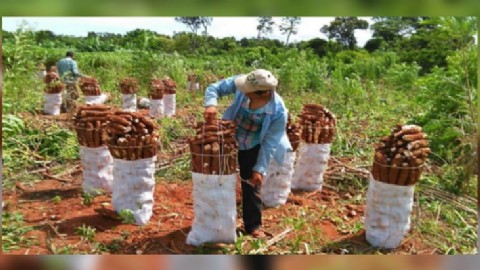 Estiman una producción de mandioca que alcanzará las 40.000 toneladas en la zafra 2024