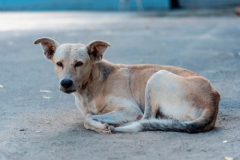 Solicitan castraciones veterinarias masivas y gratuitas en San Ignacio