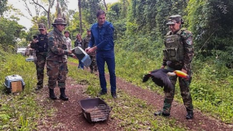 Animales silvestres víctimas del mascotismo regresaron a la selva misionera