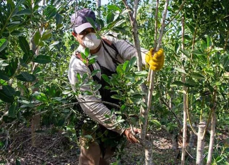 Más de 6.400 trabajadores yerbateros reciben el primer pago del programa Intercosecha en Misiones