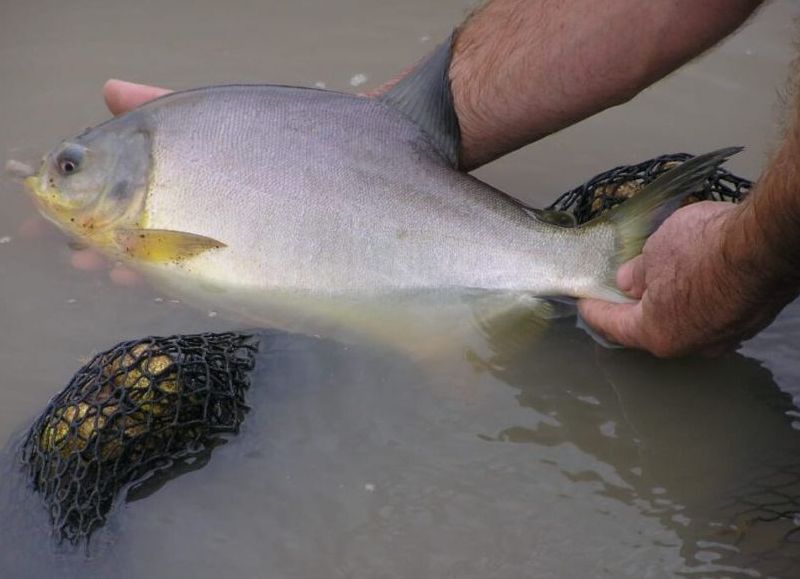 Misiones impulsa el consumo de pescado para fortalecer la producción y alimentación saludable