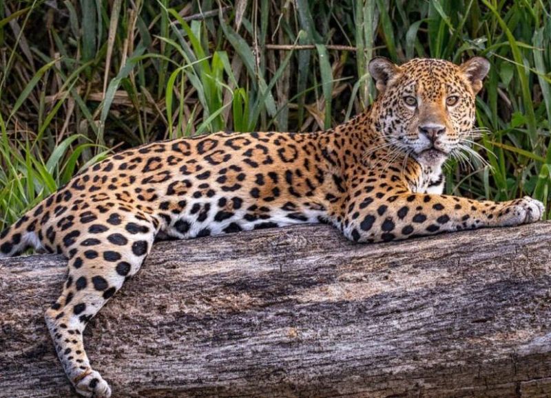 La Provincia obtuvo un reconocimiento de la ONU por su seguro para la protección del yaguareté