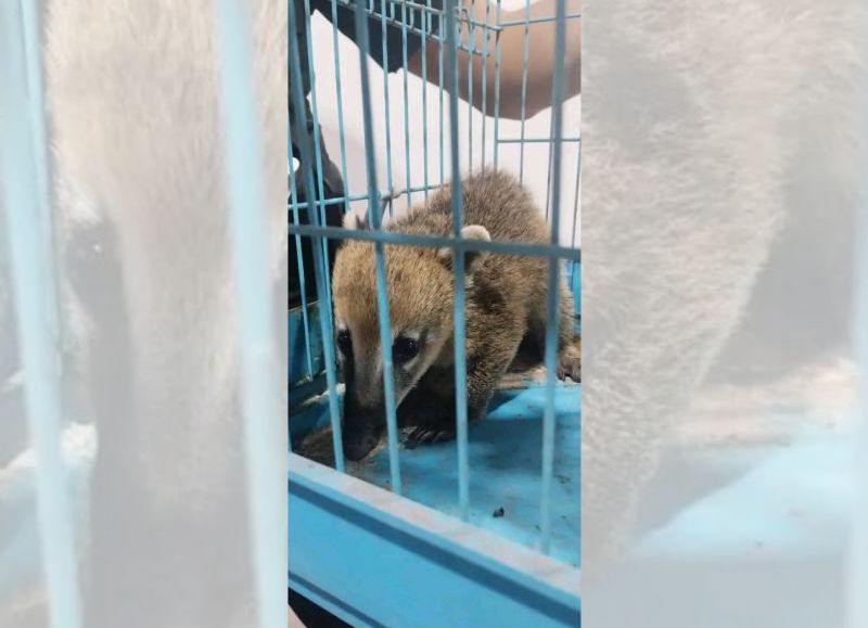 Apóstoles: rescatan a un coatí encontrado en una vivienda
