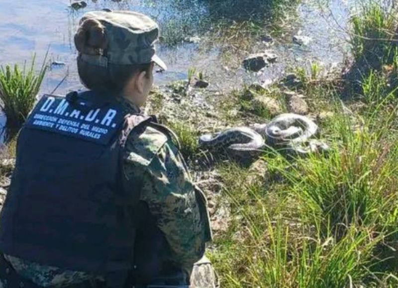 Rescataron y liberaron en Candelaria a una boa de 3 metros y 7 kilos