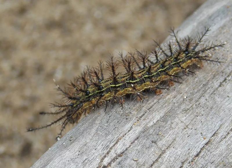 En las temporadas cálidas aumentan los incidentes con insectos venenosos