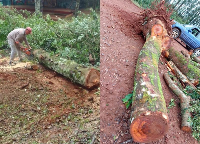 Concejales de Dos de Mayo denuncian desmonte ilegal en Reserva Natural Urbana