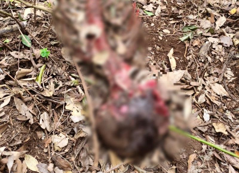 Hallan restos humanos calcinados en una zona rural de Bernardo de Irigoyen