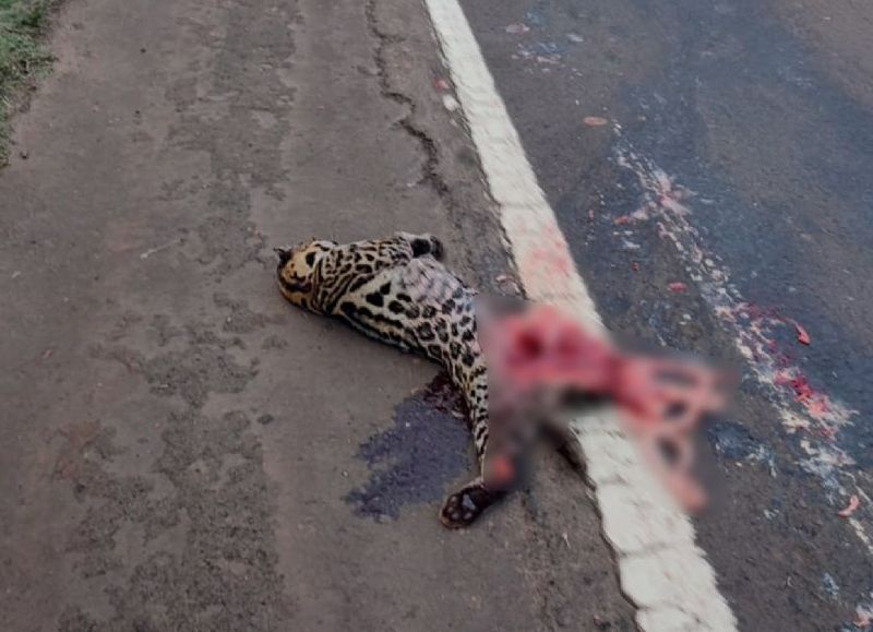 Un ocelote murió atropellado en la Ruta 12 y vuelve la alerta por la fauna silvestre
