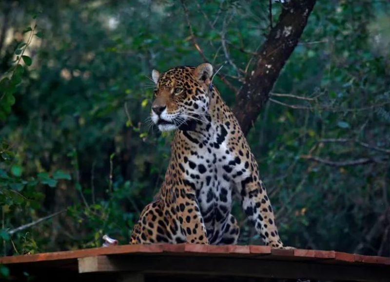 La Provincia lanzó una póliza para proteger al yaguareté y evitar su caza por ataques al ganado