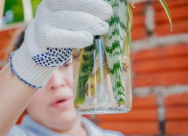 Posadas: el municipio continúa con el plan de prevención contra el Dengue