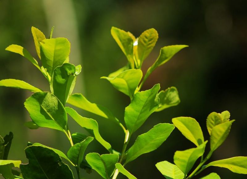 El gobierno provincial continúa trabajando junto a las asociaciones yerbateras