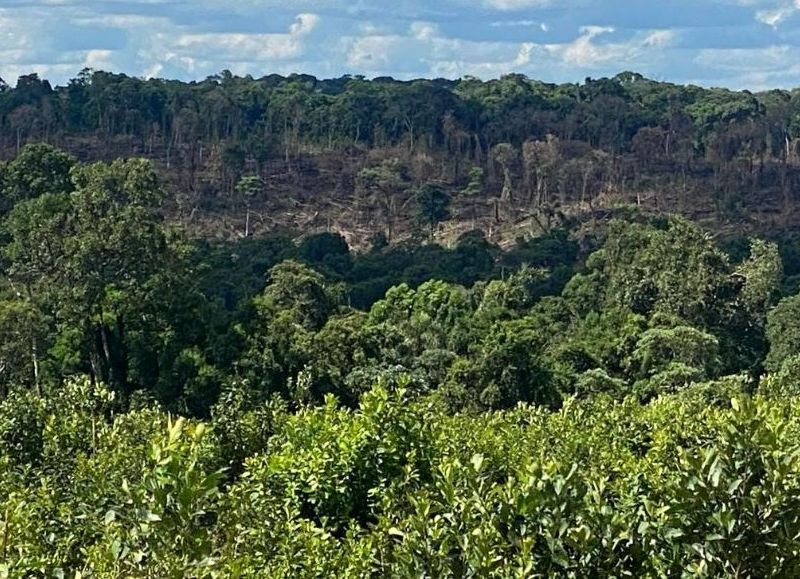 Crece la preocupación por la usurpación y deforestación en San Pedro
