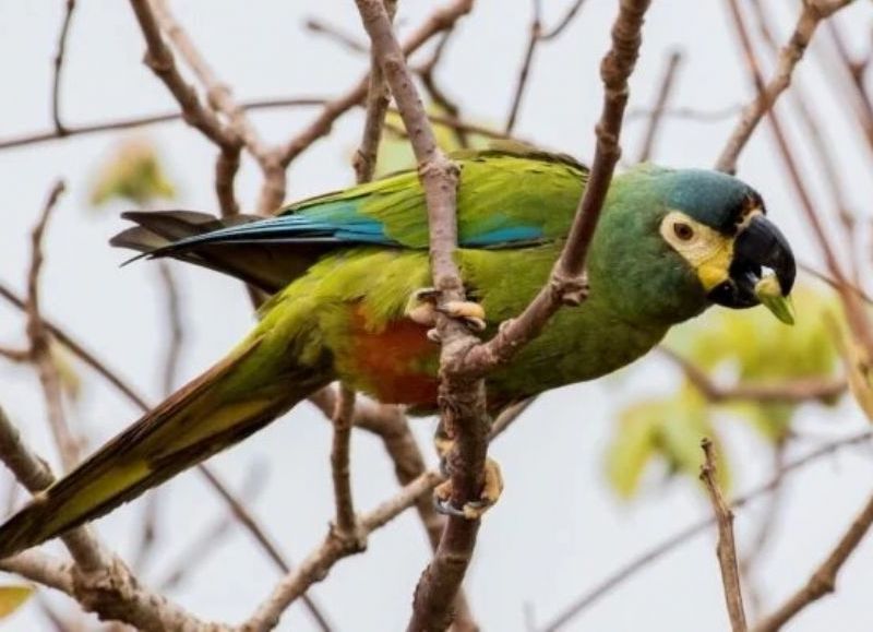 Buscan a dos aves que se escaparon de un refugio de Puerto Iguazú después de un acto vandálico