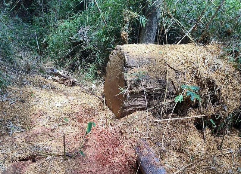 VIDEO | Detectan tala ilegal en el Parque Urugua-í y crece la preocupación por el aumento de estos delitos ambientales