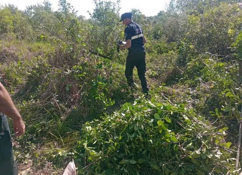 Apóstoles: fueron sorprendidos cosechando yerba mate ajena