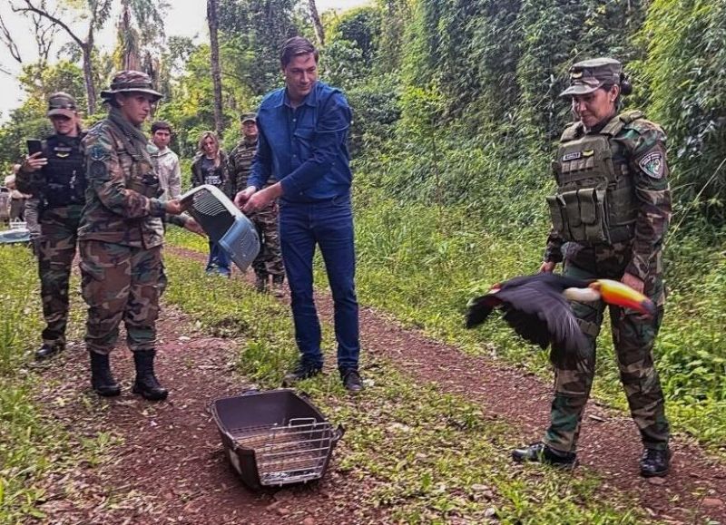 Animales silvestres víctimas del mascotismo regresaron a la selva misionera